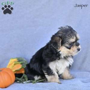 Jasper, Morkie / Yorktese Puppy