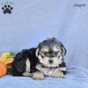 Jasper, Morkie / Yorktese Puppy