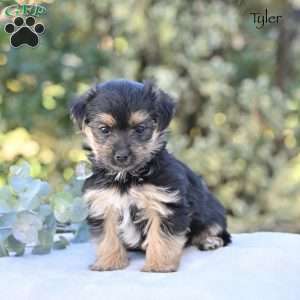 Tyler, Morkie / Yorktese Puppy