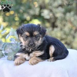 Tyler, Morkie / Yorktese Puppy