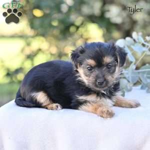 Tyler, Morkie / Yorktese Puppy
