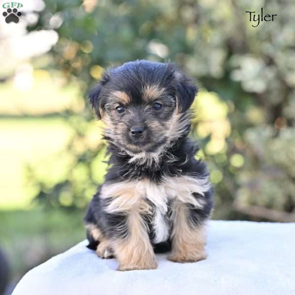 Tyler, Morkie / Yorktese Puppy