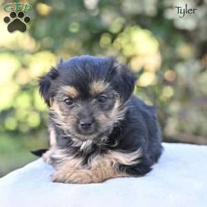 Tyler, Morkie / Yorktese Puppy