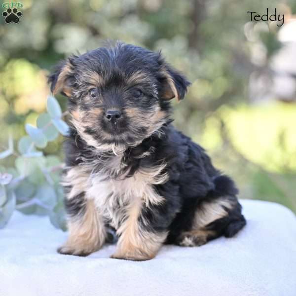 Teddy, Morkie / Yorktese Puppy