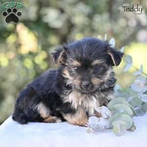 Teddy, Morkie / Yorktese Puppy