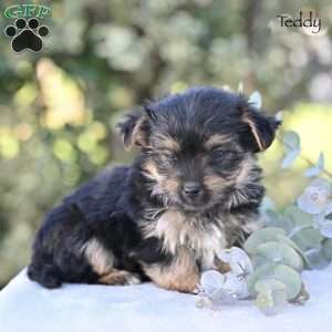 Teddy, Morkie / Yorktese Puppy