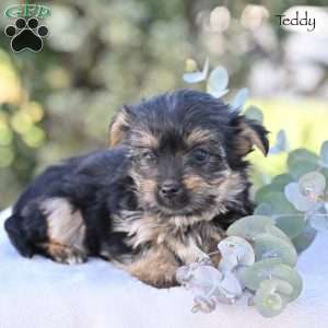 Teddy, Morkie / Yorktese Puppy