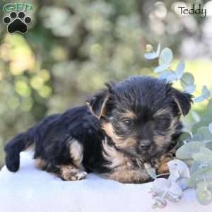 Teddy, Morkie / Yorktese Puppy