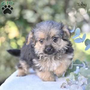 Toby, Morkie / Yorktese Puppy