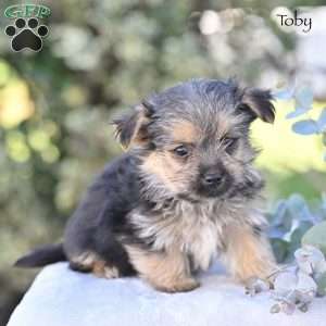 Toby, Morkie / Yorktese Puppy