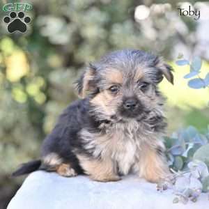 Toby, Morkie / Yorktese Puppy