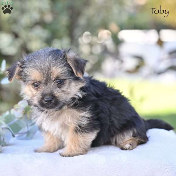Toby, Morkie / Yorktese Puppy