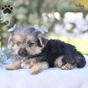 Toby, Morkie / Yorktese Puppy