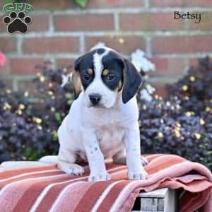 Betsy, Beagle Mix Puppy