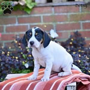 Betsy, Beagle Mix Puppy