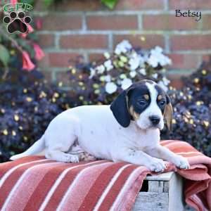 Betsy, Beagle Mix Puppy