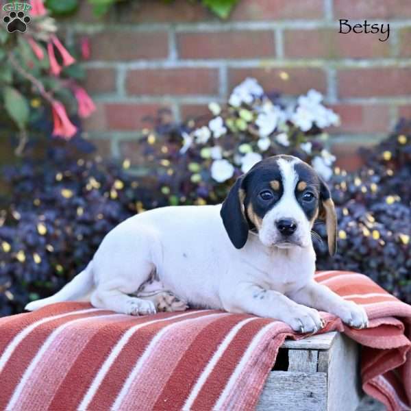 Betsy, Beagle Mix Puppy