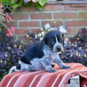 Brewster, Beagle Mix Puppy