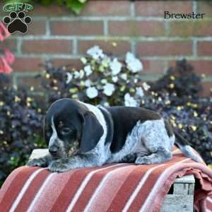 Brewster, Beagle Mix Puppy