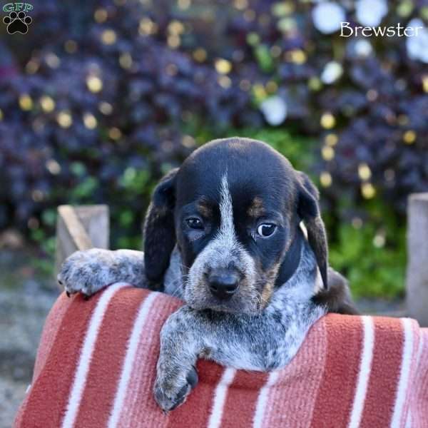 Brewster, Beagle Mix Puppy