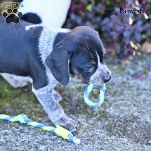 Brewster, Beagle Mix Puppy