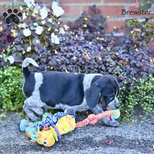 Brewster, Beagle Mix Puppy