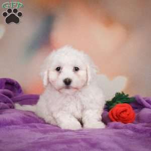 Leo, Bichon Frise Puppy