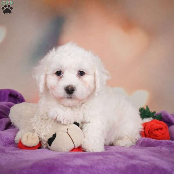 Leo, Bichon Frise Puppy