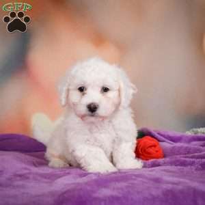 Leo, Bichon Frise Puppy