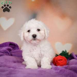 Leo, Bichon Frise Puppy