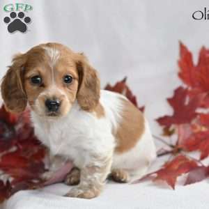 Oliver, Dachshund Puppy