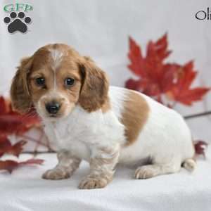 Oliver, Dachshund Puppy