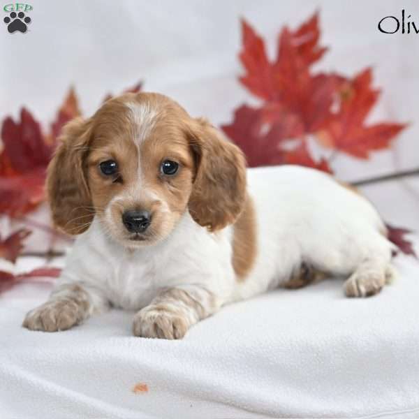 Oliver, Dachshund Puppy