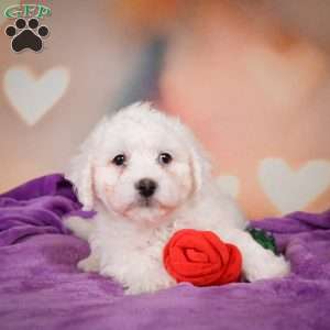 Leo, Bichon Frise Puppy