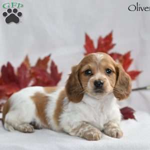Oliver, Dachshund Puppy