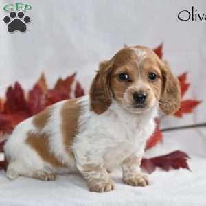 Oliver, Dachshund Puppy