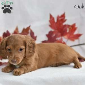 Oakley, Dachshund Puppy