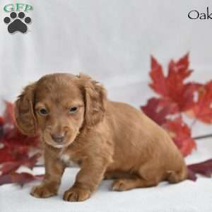 Oakley, Dachshund Puppy
