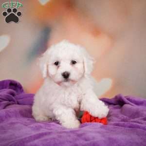 Leo, Bichon Frise Puppy