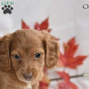 Oakley, Dachshund Puppy