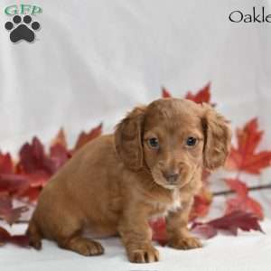 Oakley, Dachshund Puppy