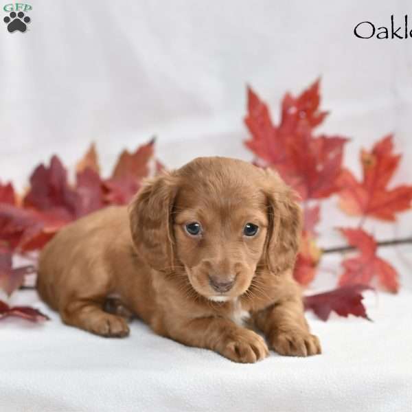 Oakley, Dachshund Puppy