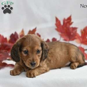 Nova, Dachshund Puppy