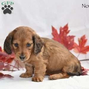 Nova, Dachshund Puppy