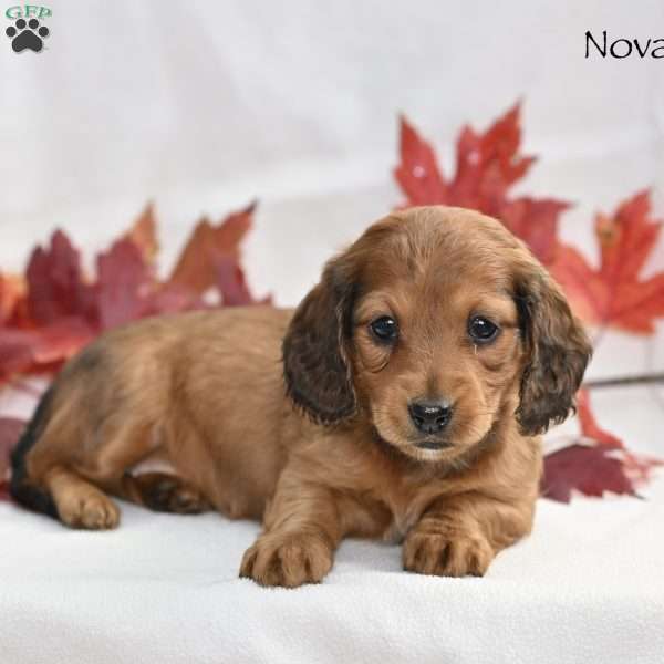 Nova, Dachshund Puppy
