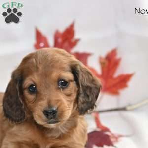 Nova, Dachshund Puppy