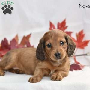 Nova, Dachshund Puppy