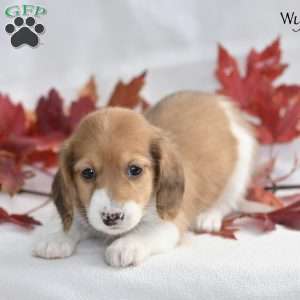 Wynn (mini), Dachshund Puppy
