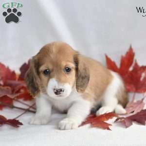 Wynn (mini), Dachshund Puppy