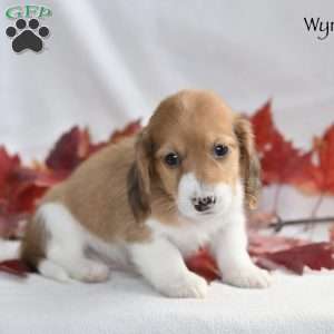 Wynn (mini), Dachshund Puppy